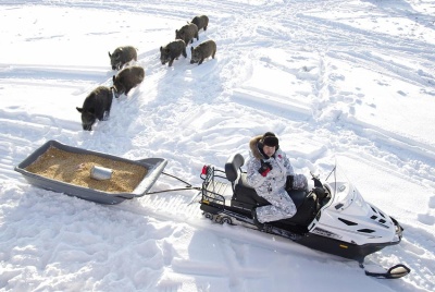 Снегоход РУССКАЯ МЕХАНИКА ТАЙГА ВАРЯГ 550 V SE